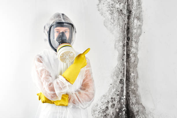 Best Emergency Mold Remediation in Glenshaw, PA